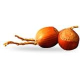 冷壓榛果油 Hazelnut oil Cold pressed 90g