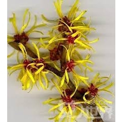 金鏤梅純露 Witch Hazel Floral Water / Hydrosol 90g