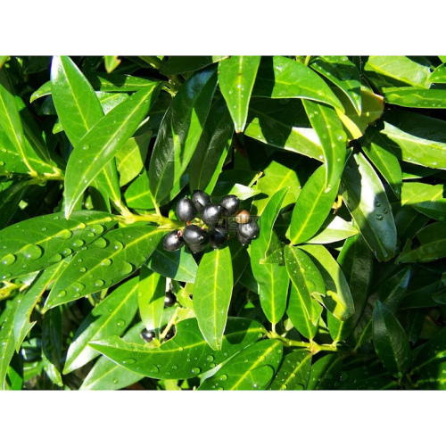 月桂漿果油 Laurus Nobilis Oil 45g