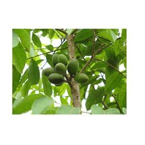 冷壓純橄欖油 Pomace Olive Oil 450g (1)