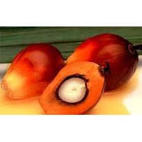 精製棕櫚核仁油 Palm Kernel Oil Refined 450g
