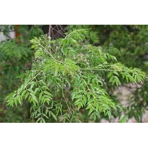 精製有機印度苦楝油 Neem Oil Refined 90g