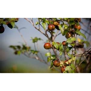 家鄉冷壓初榨茶花籽油 Organic Camellia Oil Extra Virgin 90g