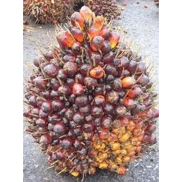 精製棕櫚油 Palm Oil Refined 450g