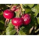 冷壓玫瑰果油 Rosehip Oil Cold pressed 45g