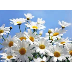 德國洋甘菊乾花 German Chamomile dried flowers 50g