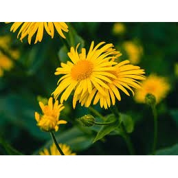 山金車藥草浸泡(有機葵花油) Arnica Infused Oil 15ml 