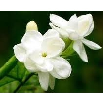橙花純露 Neroli Floral Water / Hydrosol 90g 