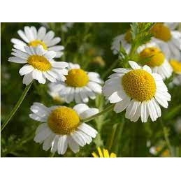 德國甘菊純露 German Chamomile Floral Water / Hydrosol 90g