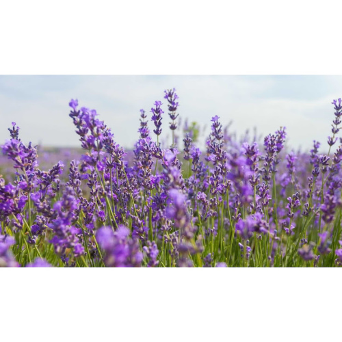 薰衣草純露 Lavender Floral Water / Hydrosol 90g