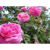 有機玫瑰花純露 Rose Otto Floral Water / Hydrosol 90g